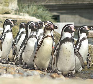 marwell zoo